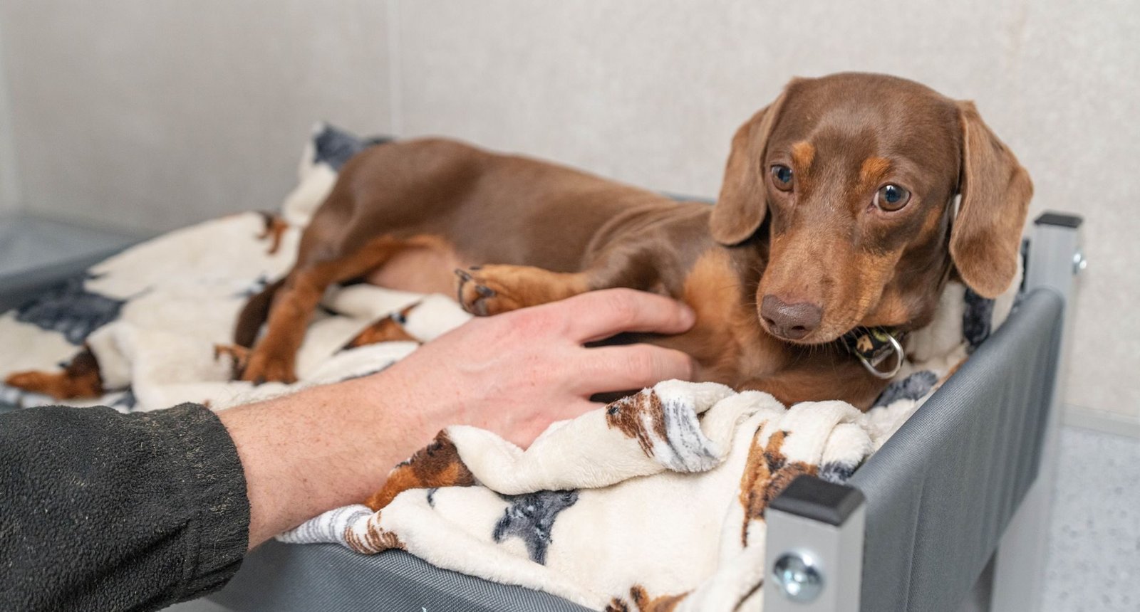 Dog boarding kennels
